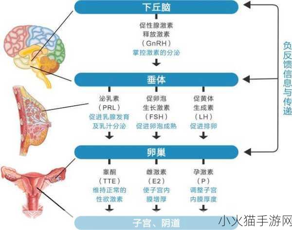 怎么判断儿童性早熟：如何识别儿童性早熟的迹象和判断标准 👶🩺