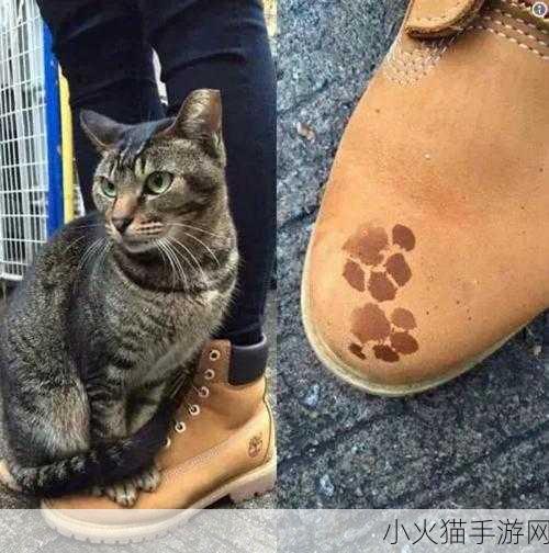 新版猫咪地域网名：喵星人探险记 🐾✨