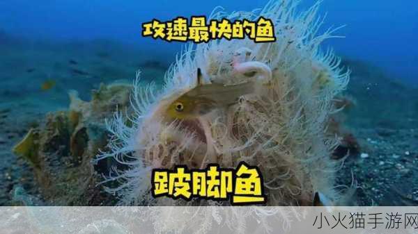 神奇海洋中的单棘璧鱼和水滴鱼，你了解吗？