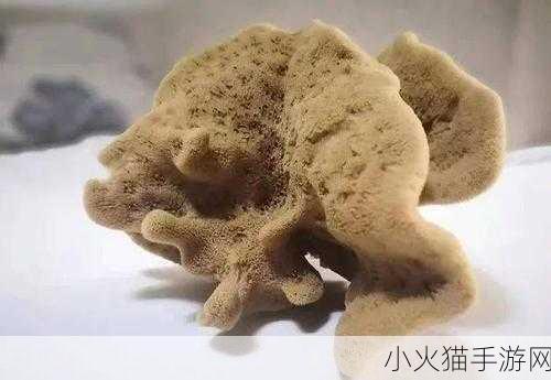 蚂蚁庄园 8 月 11 日答案揭秘，海绵究竟是植物还是动物？