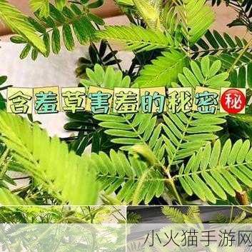 探索含羞草的奇妙秘密，为何一触碰就会合拢？