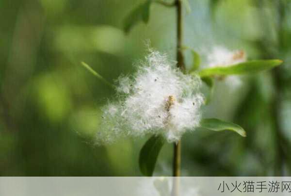 小鸡宝宝考考你，春天柳絮之谜大揭秘