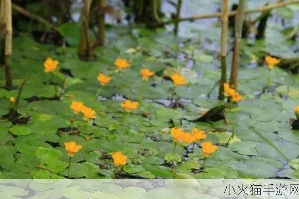 探秘荇菜，黄色花朵背后的奥秘与蚂蚁新村 11 月 11 日