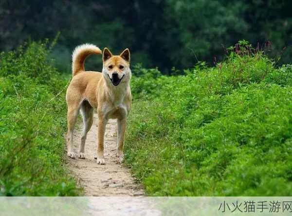 夏天给狗狗剃光毛真能助其降温？蚂蚁庄园今日为您揭晓