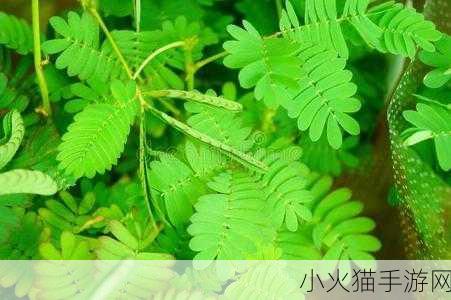 含羞草、四叶草、三叶草-1.含羞草的秘密：微风中的羞涩与坚韧