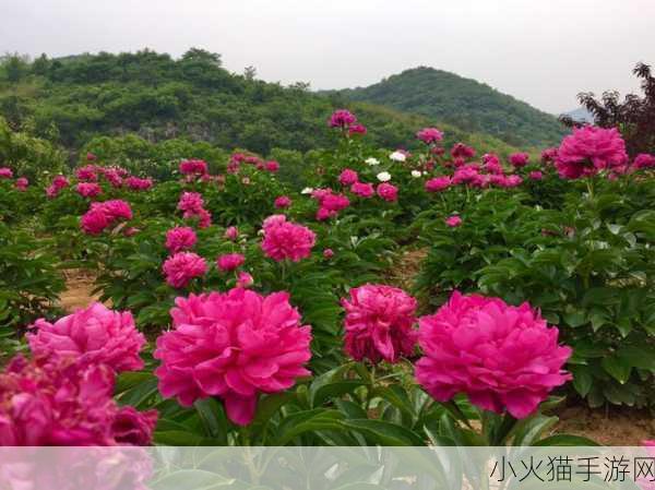 香软玉滑-林芍药-1. 香韵萦绕，软玉轻盈的林间芍药梦