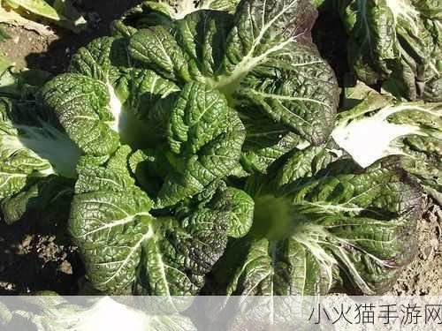 贡菜究竟是不是一年生草本植物？蚂蚁新村 7 月 24 日答案揭晓