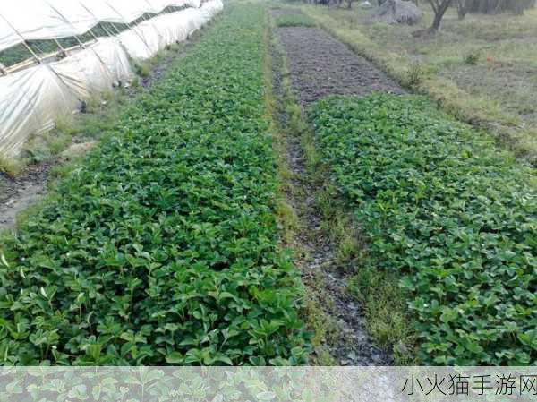 探寻华南地区最大草莓种苗繁育基地之谜