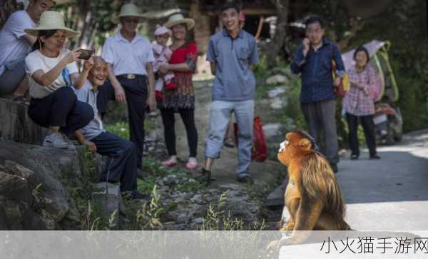 金丝猴下山串门村民热情款待-金丝猴下山与村民亲密互动，热情款待展现乡土风情