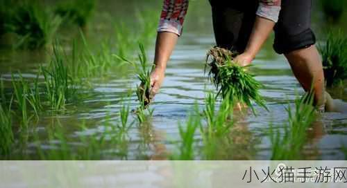 情侣之间插秧的图片-1. ＂在稻田中播撒爱的种子，携手共赴未来