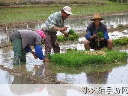 情侣之间插秧的图片-1. ＂在稻田中播撒爱的种子，携手共赴未来