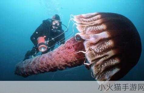 神奇海洋今日答案 10.10，水母有心脏吗？探寻海洋生物之谜