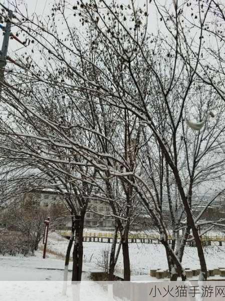 飘雪影院在线观看免费版高清-1. 雪花纷飞，影院中的浪漫之旅