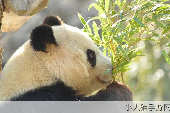 2020.1.1 蚂蚁庄园探秘，大熊猫走路方式的奇妙之处