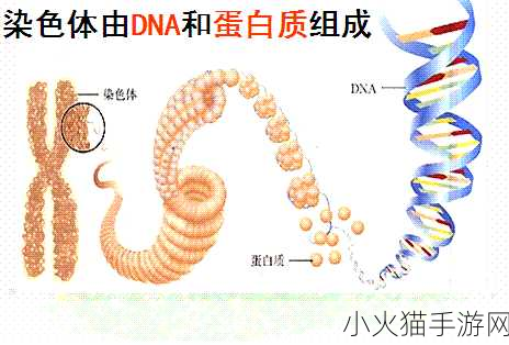 母亲和儿子dna一样吗-1. 母子DNA相似性揭秘：遗传的奥秘