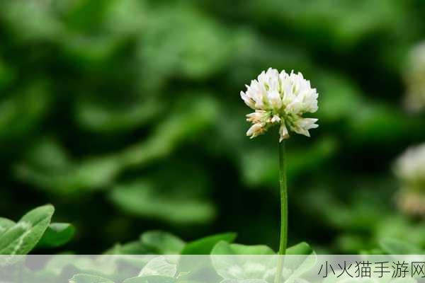 日本电影三叶草的春天感想-1. 春日的重生与希望：三叶草的启示