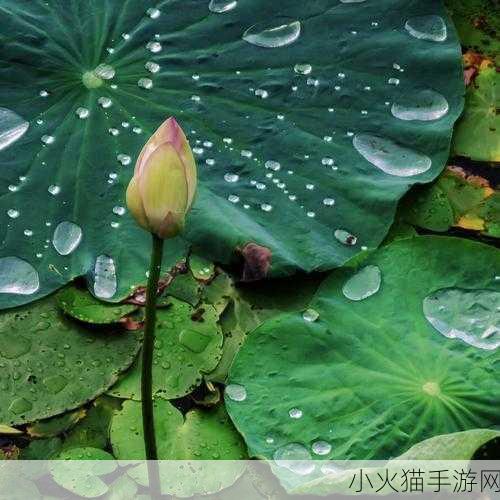 老人船上弄雨荷-1. 老人在船上与雨荷的深情交织