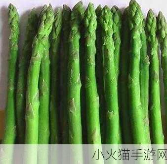 探寻芦笋之谜，芦笋是笋吗？它到底是什么植物？