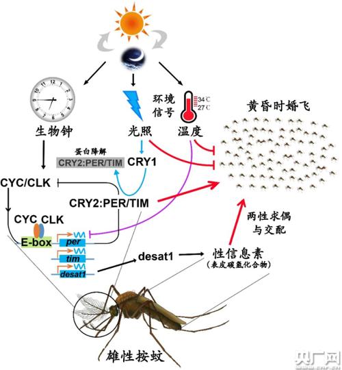 深入剖析<开心水族箱>太阳鱼合成公式的奥秘