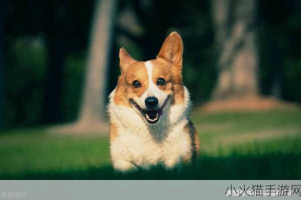 蚂蚁庄园今日谜题，柯基犬最初的工作犬使命