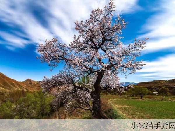 梨树二次开花究竟是否正常？蚂蚁新村今日答案为您揭晓