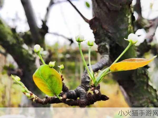 梨树二次开花究竟是否正常？蚂蚁新村今日答案为您揭晓