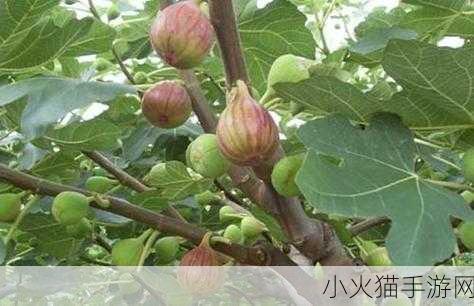 探秘无花果之名的由来 蚂蚁庄园 11 月 30 日答案揭晓