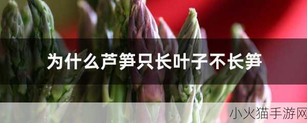 手游中的芦笋之谜，芦笋是不是笋？4 月 4 日答案揭晓