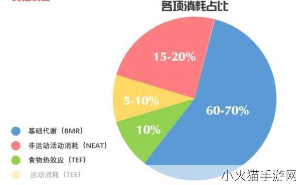 手游中的健康探索，运动与脂肪消耗的真相