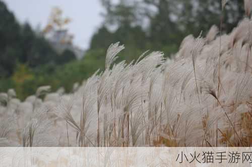 芦苇地里母亲说经典场景 1. 芦苇深处，母亲的低语与自然共鸣