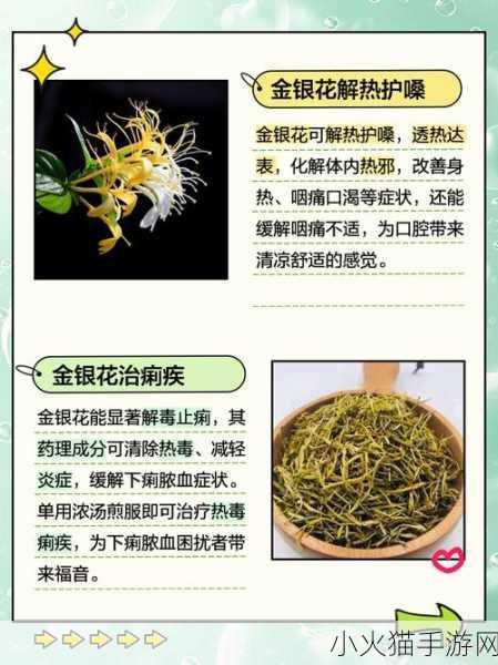 双管齐下金银花 1. 双管齐下：金银花的多重功效与应用探索