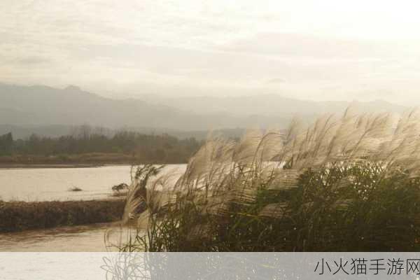 芦苇丛深处中的温情 1. 深处芦苇丛中，温情悄然绽放