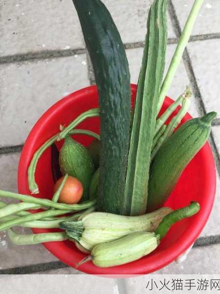 丝瓜秋葵草莓香蕉榴莲芒果大全 1. 丝瓜与秋葵的营养价值大比拼