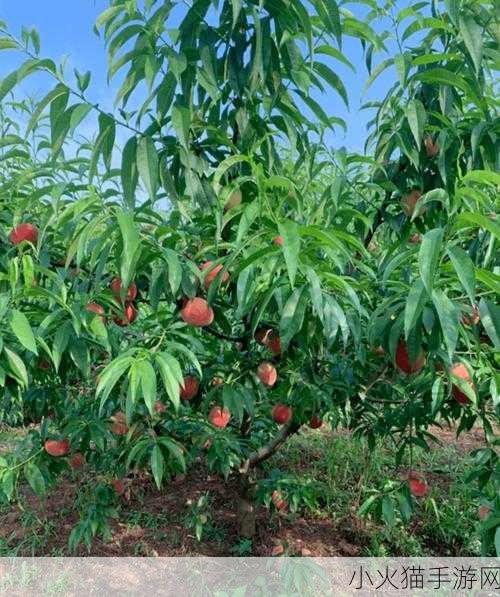 日本水蜜桃品种岭风 探索岭风水蜜桃的独特魅力与栽培技巧