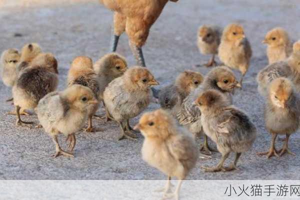 我里小鸡硬邦邦前一句怎么说 1. 小鸡硬邦邦，勇敢面对生活挑战