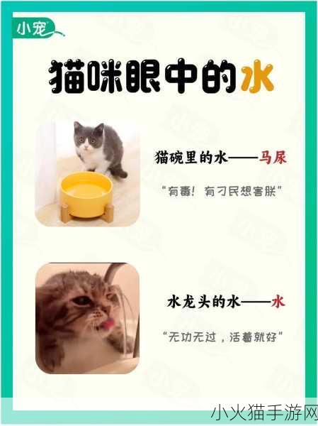 猫咪和汤怎么进入猫猫房间 1. 如何通过猫咪与汤的秘密进入猫猫房间