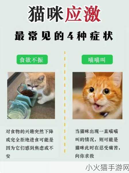 猫咪和汤怎么进入猫猫房间 1. 如何通过猫咪与汤的秘密进入猫猫房间