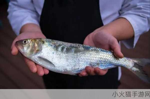 吕总扣鱼鳃 1. 吕总的扣鱼鳃技巧与美味分享