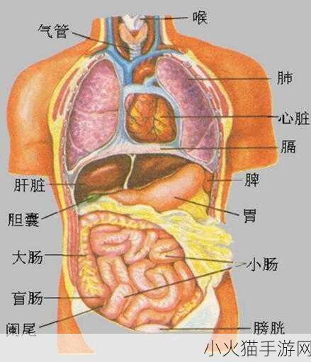 你知道吗？人体能量消耗的最大器官之谜