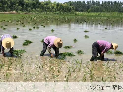 情侣的30种插秧法 1. 30种插秧法，助你感情更添甜蜜