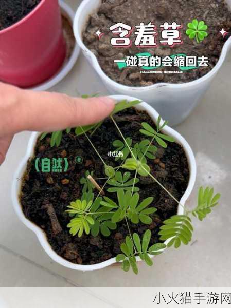 含羞草文化传媒最新版的功能介绍 1.探索含羞草文化传媒的多元创意与服务