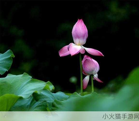 老人船上弄雨荷 1. 彼岸花开：老人船上的雨荷情长