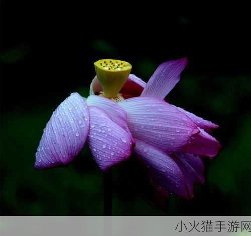 老人船上弄雨荷好吗 当然可以，以下是一些关于“老人船上弄雨荷”的扩展标题建议：