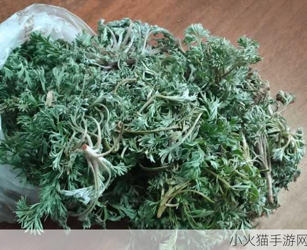 一号嫩叶草和二号嫩叶草的区别 一号嫩叶草与二号嫩叶草的特征对比分析