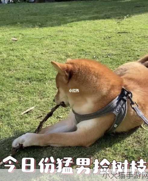 猛男捡树枝，一个游戏梗背后的趣味与故事