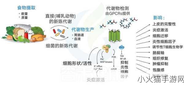 水乳交融和唇齿相依的区别 1. 水乳交融与唇齿相依的深刻对比分析