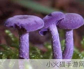 紫色的蘑菇根很粗大能吃吗迟迟不收入 1. 紫色蘑菇根粗大，食用安全性分析