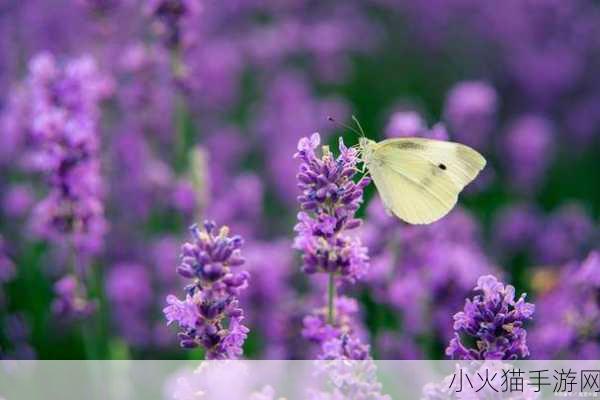 薰衣草实验室研究所 1. 薰衣草实验室：探索香气背后的科学奥秘