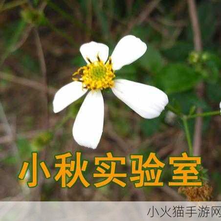 薰衣草实验室研究所 1. 薰衣草实验室：探索香气背后的科学奥秘