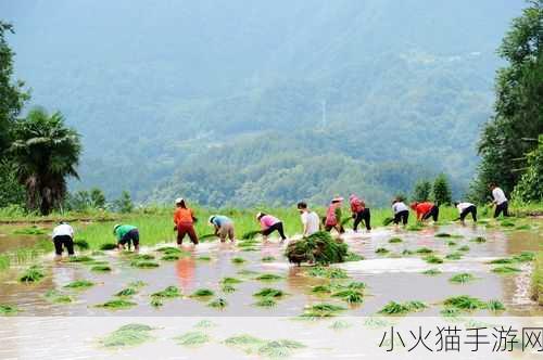 情侣的一百种插秧法表示这里只有精品发文 1. 从田间到心间：情侣的插秧创意玩法